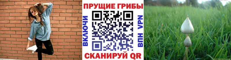 наркотики  Нижние Серги  Псилоцибиновые грибы Psilocybine cubensis 